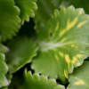 Saxifraga umbrosa variegata - Abriachan Nurseries, The Garden On Loch Ness